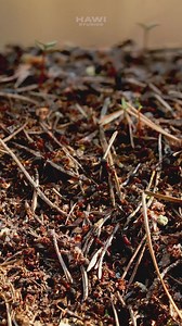 3.3K views · 63 reactions | Exploring a Red Forest Anthill (Formica...