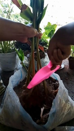 ginger lily plant #shorts