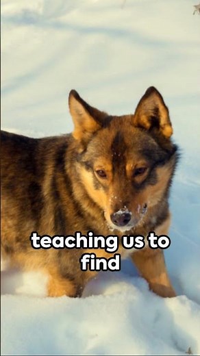 Spirit Animal Guide: The Wolf