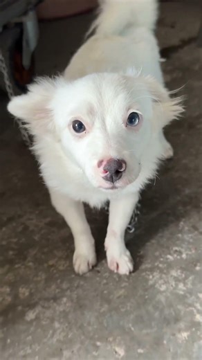 Adorable dog #shortvideo #youtubeshorts