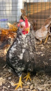 396K views · 14K reactions | Baby crows are the best  | Gulf Coast Cluckers | Facebook