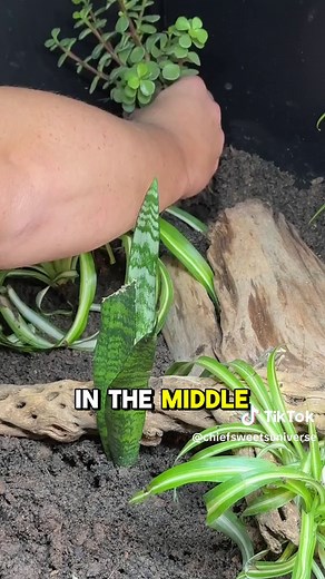 Making a tortoise oasis! #turtle #fyp #tortoise | turtle