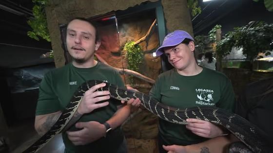 The dazzling reptile species whose appearance has fascinated scientists for decades