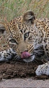 Watching one take down an ostrich shows just how skilled and patient this hunter truly is. Leopards rely on silence, timing and raw power, making them some of the most lethal predators in the Serengeti. Every strike is precise, every move controlled, and every moment reminds you of the wild’s true rhythm. For those who want to witness these powerful scenes with care and respect for nature, Beyond the Wild guides your safari with a gentle and knowledgeable touch. “𝙎𝙚𝙘𝙪𝙧𝙚 𝙮𝙤𝙪𝙧 𝙪𝙣𝙛𝙤𝙧