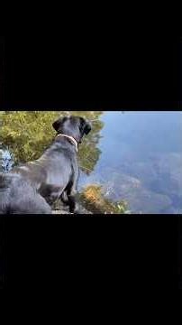 Black Labrador Dog Behaviour and Training #dog #labrador