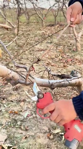 How to prune peach trees in fall | Cómo podar duraznos en otoño | 秋に桃の木を剪定する方法 | 가을에 복숭아나무 가지치기 하는 법