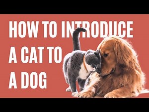 How to Introduce a Cat to a Dog | 4 Expert Tips for Safe & Stress-Free Pet Introductions