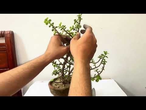 Bonsai Training for Beginners 🌱 | My First Bonsai Demo