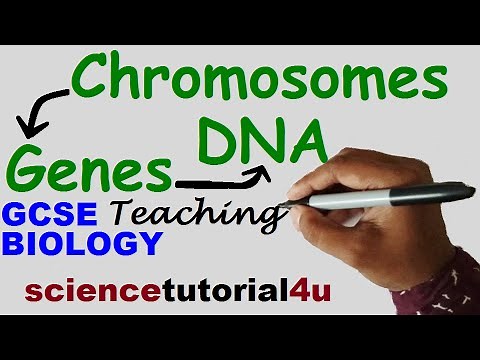 DNA, CHROMOSOMES, GENES & ALLELES. GCSE Science Biology