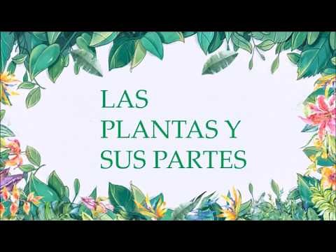 PLANTS AND THEIR STRUCTURE