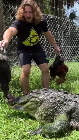 Big alligator bites!