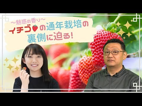 美味しいいちごにスタートアップが挑む！～植物工場最前線～