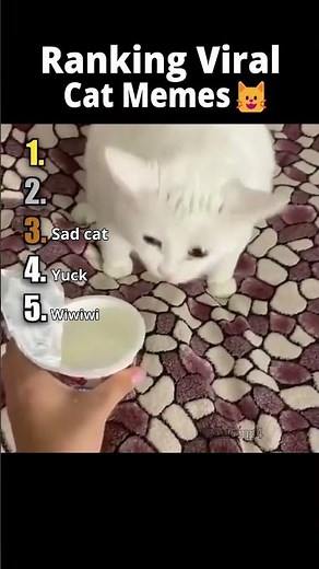Ranking Viral Cat Memes #cat #funny