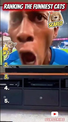 Ranking The Funniest Cats Scared Moments 😱😹