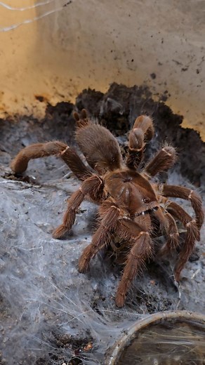 킹바분 Pelinobius muticus #타란튤라 #kingbaboon #baboon #arthropod #pelinobius #pelinobiusmuticus #tarantula #spider #タランチュラ #クモ | 나덕운