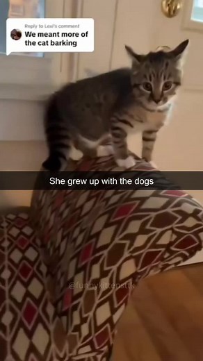 Funny Cat Barking Compilation - Hilarious Cat Barking Sounds