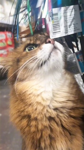This Cat Goes Shopping…And Makes Some New Friends