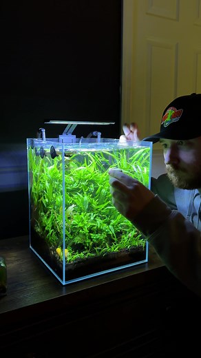 Overfeeding Snails in an Aquarium Tank Explained