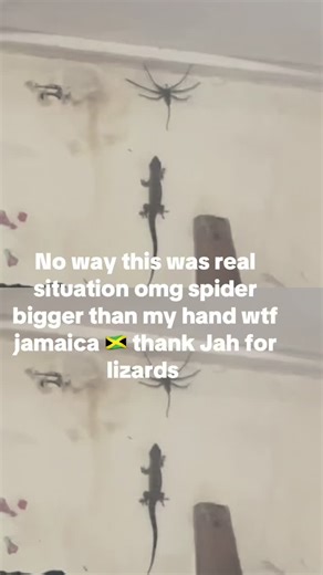 Lizard vs Spider: A Wild Encounter in Jamaica