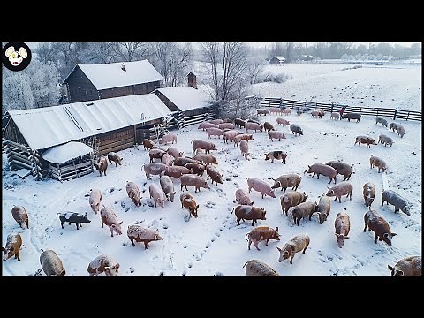 How Russian Farmers Raise Millions Of Pigs - Pig Farms In Russia | Farming Documentary