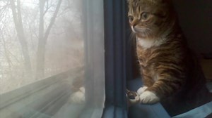 877K views · 25K reactions | BABY BUB sees snow fall for the first...