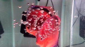 Update on Al Castros Red Cuipeua with Fry