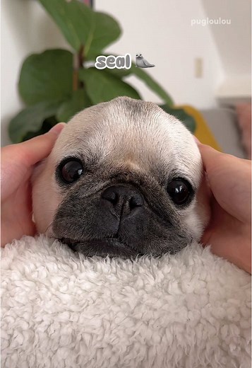 Accurate Dog Breeds Quiz for Animal Lovers