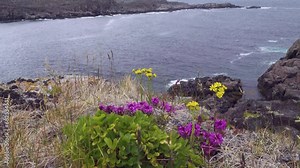 Section of coastal tundra, flowering phytocoenosis - purple milkwort (Polygala vulgaris), yellow cineraria (Tephroseris atropurpurea). Coast of Barents Sea within Kola Peninsula, Scandinavia