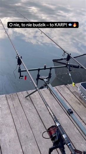 O nie, to nie budzik – to KARP! 🐟🔥