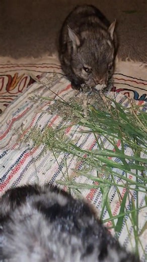 It's been just over a week since this pair of littles were rescued and joined our sanctuary. Rain, at the front, was found next to her Mum who was killed by a car and Oliver was found exhausted and dehydrated laying on the road. The wild isn't a safe place for tiny orphans but these lucky babes are starting to realise that our world is a wonderful place ❤️ | Wombat Awareness Organisation