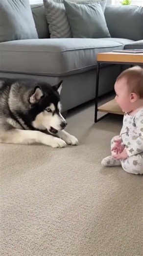 Baby laughs at husky reveal #viral #trending #short