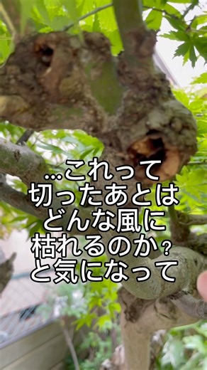 植物の生命力の凄さ…#shorts #植物 #かえで