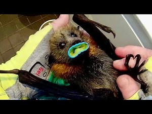 Very cute baby flying-fox in care; this is Gosling on day 2, morning