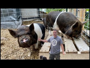 The piglets get castrated! Why do we turn to the professionals?