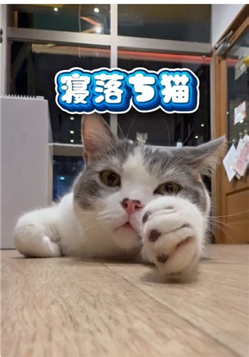 寝落猫の癒しスポット