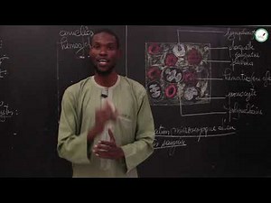 Course - Third - SVT: Blood: composition and diseases / Suite 2 / M. Diallo