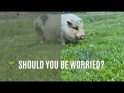 Mini Pig Aggression: What You Should Know!
