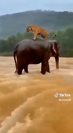 Éléphant sauvant un lion : une amitié inébranlable