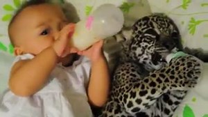 Orphaned leopard bottle feeding with a biologist's daughter! | Bloggersarena