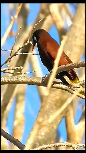 #bird #birdwatching #nest #wildlife #birdlovers #animals | Bird Viewing | Facebook