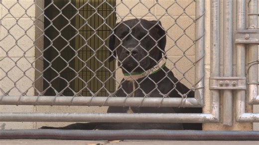 Maricopa County animal shelter evacuated because of threats