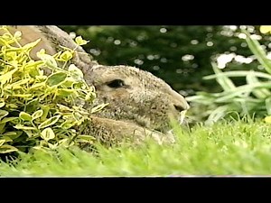 Teletubbies: Rabbits (VHS Capture) (2)