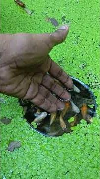 අත්ලට එන සුරතල් මාළු පැටවු! 😍 | Friendly Fish in my Pond"