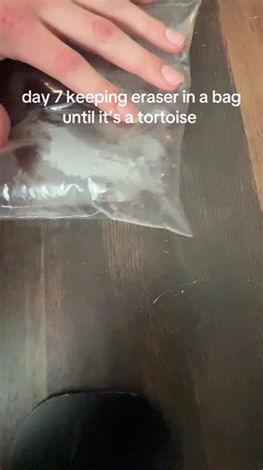 Day 7 of Keeping an Eraser in a Bag: The Tortoise Project