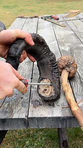 Sheep horns | Seth Larsen