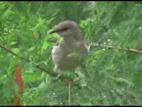 Mockingbird Very Angry with Stalking Cat