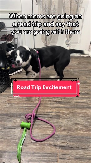 Her little tippy taps of excited were just too cute, had to leave them in for you! #exciteddog #cutedog #roadtrip #carride