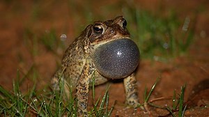 How the state wants to protect Houston toad habitat