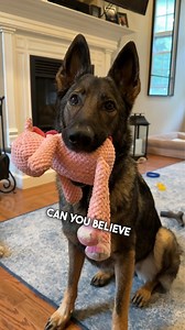 128K views · 13K reactions | Even A Famous Dog Influencer Needs A Job ! #funny #dog #sadiethesableshepherd | Sadie the sable shepherd | Facebook