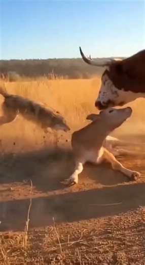 Cow SLAMS Wolf To Save Her Calf Real Village Rescue